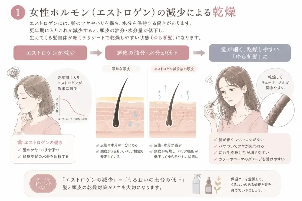 更年期にエストロゲンが減少することで、頭皮の油分・水分量が低下し、髪が細く乾燥しやすくなる仕組みを解説したイラスト