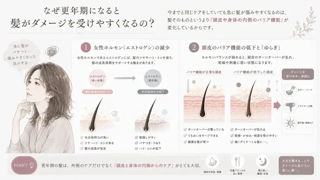 更年期に髪が傷みやすくなる原因を、女性ホルモン(エストロゲン)の減少と頭皮のバリア機能低下の2つの視点で解説したイラスト