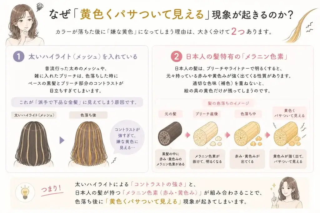 カラーの色落ち後に髪が黄色くパサついて見える原因を、太いハイライトによる明度差と日本人の髪に残りやすい赤み・黄色みから解説したイラスト